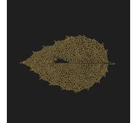 Dear John Letter - Between Leaves/Forestal [Vinilo]