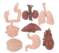 DEARMAMY 8 piezas Modelo Anatómico Órganos Humanos Realistas para Enseñanza Médica y Demostración Educativa Accesorio Didáctico para Estudios de Anatomía Aplicada y Biología Bachillerato