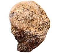 DEARMAMY Fósil de Erizo de Mar 1 Pieza para Educación Científica, Adorno de Escritorio Decorativo, Juguete Educativo para Prácticas Docentes y Aprendizaje en Arqueología y Paleontología