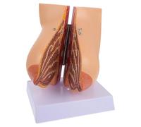 DEARMAMY Modelo Anatómico de Mama Femenina en PVC Tamaño Real Modelo Médico para Enseñanza de Anatomía y Fisiología Adecuado para Escuelas de Medicina y Formación Sanitaria para Mujer