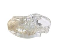 DEBKSGEOTI Modelo dental con forma de calavera canina, modelo dental tipodont, modelo de dientes transparentes orales, clínica de mascotas, diente anatómico para decoración de oficina veterinaria