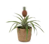 DECOALIVE | Ananas Comosus | Ø 12 cm y Altura 30-40 cm | Planta Natural | Planta Natural con Altura 30-40 cm para una Composición Interior