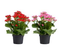 DECOALIVE Caja 2 Unidades Kalanchoe Blossfeldiana Kalanchoe Flor Maceta 10 cm Altura 20-25 cm para Recibidor Planta Fácil de Cuidar