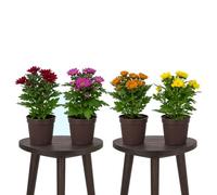 DECOALIVE Caja 4 Plantas: Chrysanthemum Planta de Crisantemo, Flor Natural para Mesa, 12 cm Ø, 30-35 cm de altura