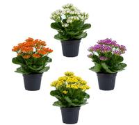 DECOALIVE Caja 4 Unidades Kalanchoe Blossfeldiana Calanchoe en Maceta de 10 cm, Planta Viva 20-25 cm, para Mesa Auxiliar y Ambientes Acogedores