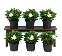 DECOALIVE Caja de 6 Gardenias Flor de Gardenia | Gardenia Jasminoides | Maceta 9 cm | 15-20 cm de altura | Ambiente Acogedor