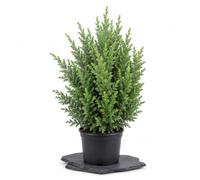DECOALIVE | Chamaecyparis Lawsoniana Ellwoodii | Altura 45-50 cm | Pino de Oregón, Maceta de 13 cm, para Hogares con Plantas