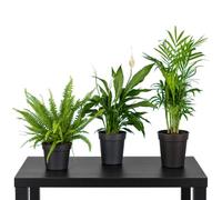 DECOALIVE Conjunto Botánico de 3 Plantas Vivas - Palma Bella, Lirio de la Paz y Helecho Espada para Casa con Contraste de Hojas