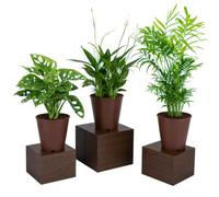 DECOALIVE Conjunto Botánico de 3 Plantas Vivas - Palma de Salón, Lirio de la Paz y Monstera Adansonii para Casa con Estilo Tropical