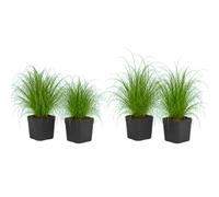 DECOALIVE Cyperus Alternifolius Zumula - Lote de 4 Plantas, Hierba de Gato, Maceta 12 cm, 25-30 cm de Altura, de Silueta Ligera