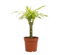 DECOALIVE Dracaena Fragrans Yellow Coast Planta Viva, Palo de Agua Amarillo, Maceta 11 cm, Altura 45-50 cm
