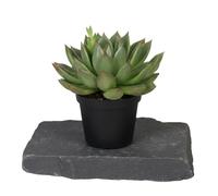 DECOALIVE Echeveria Agavoides 12 cm Maceta | Planta Suculenta Agavoides 10 cm para Centro de Mesa
