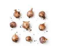 DECOALIVE Envase Bulbos Crocus Mix 10 | 10 Bulbos para Cultivar en un Lugar Soleado y con Buen Drenaje.