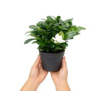 DECOALIVE Flor de Gardenia Gardenia Jasminoides en Maceta 9 cm, 15-20 cm de altura, Planta para Centro de Mesa