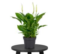 DECOALIVE Flor de la Paz Spathiphyllum Wallisii Planta Decorativa Blanca y Verde Maceta 12 cm Diámetro Altura 40 cm