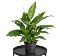 DECOALIVE Flor de la Paz Spathiphyllum Wallisii Planta Decorativa Blanca y Verde Maceta 17 cm Diámetro Altura 70 cm