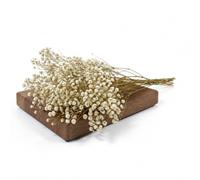 DECOALIVE Flor de Nube Preservada Natural | Ramo Silvestre | Paniculata Natural Preservada en Ramo Seco para Composiciones Florales y Decoración de Interior
