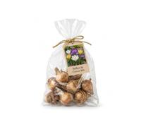 DECOALIVE Formato Bulbos Crocus Mix 10 | 10 Bulbos para Plantar y Cultivar en un Lugar Soleado.