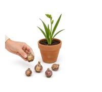 DECOALIVE Freesia Simple Azul, Bulbos para Plantar | 5 Bulbos para Cultivar en un Lugar Luminoso, Soleado o con Sombra Parcial