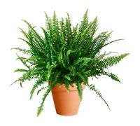 DECOALIVE Helecho de Interior con Maceta de Cerámica Nephrolepis Exaltata Helecho Espada o Helecho de Boston