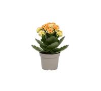 DECOALIVE Kalanchoe Blossfeldiana Mix Kalachoe para Interiores con Luz Natural Maceta 10 cm y Planta de 20 cm