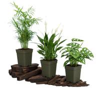 DECOALIVE Kit de 3 Plantas Vivas | Chamaedorea Elegans, Spathiphyllum y Monstera Adansonii para Salón y Despacho con Composición Equilibrada