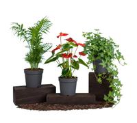 DECOALIVE Kit de 3 Plantas Vivas | Palma de Salón, Anthurium Rojo y Hiedra Común para Salón y Despacho con Composición Equilibrada
