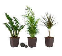 DECOALIVE Kit de 3 Plantas Vivas | Planta ZZ, Palma Bella y Drácena para Salón y Despacho con Composición Equilibrada