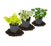 DECOALIVE Kit de 3 Plantas Vivas | Potho Verde, Potho Neón y Poto Variegado para Salón y Despacho con Composición Equilibrada | Epipremnum Aureum
