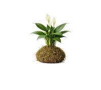 DECOALIVE | Kokedama de Lirio de la Paz Natural | Planta Viva de Interior | Espatifilo Decorativo con Musgo