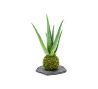 DECOALIVE Kokedama Hecha a Mano con Aloe Vera | Zábila con Hojas Erectas, Márgenes Rosados y Pequeñas Espinas