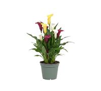 DECOALIVE Lirio de agua manchado | Planta Viva Zantedeschia Albomaculata en 12 cm con Altura 30 cm