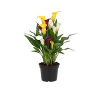 DECOALIVE Lirio de agua manchado | Planta Viva Zantedeschia Albomaculata en 12 cm con Altura 30 cm
