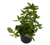 DECOALIVE Menta Piperita 10cm Planta Natural en Maceta Menta Piperita