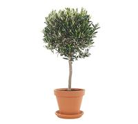 DECOALIVE Olivo con Maceta de Cerámica Árbol de Olivo Natural Olea Europaea Planta Interior y Exterior Natural