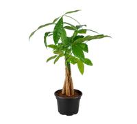 DECOALIVE Pachira Aquatica con Castaño de Agua | Planta Viva Ornamental de Interior | 12 cm de Diámetro | 45 cm de Altura