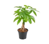 DECOALIVE Pachira Aquatica con Castaño de Agua | Planta Viva Ornamental de Interior | 14 cm de Diámetro | 65 cm de Altura