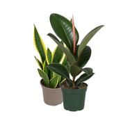 DECOALIVE Pack 2: Árbol del caucho y Lengua de suegra | Ficus Robusta y Sansevieria Laurentii - Colección de Inicio para Amantes de las Plantas