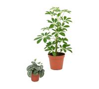 DECOALIVE Pack 2: Cheflera verde y Poto plateado Trebie | Schefflera Nora y Scindapsus Trebie - Colección de Inicio para Amantes de las Plantas