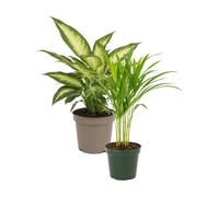 DECOALIVE Pack 2: Diefembaquia Camilla y Palma areca | Dieffenbachia Camilla y Dypsis Lutescens - Colección de Inicio para Amantes de las Plantas