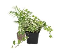 DECOALIVE Pack 2: Palma areca y Hiedra variegada | Dypsis Lutescens y Hedera Variegata - Colección de Inicio para Amantes de las Plantas