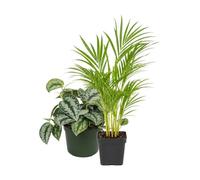 DECOALIVE Pack 2: Palma areca y Poto plateado Trebie | Dypsis Lutescens y Scindapsus Trebie - Selección Natural para Oficina y Despacho