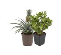 DECOALIVE Pack 2: Piña ornamental y Planta de jade | Ananas Comosus y Crassula Ovata - Colección de Inicio para Amantes de las Plantas