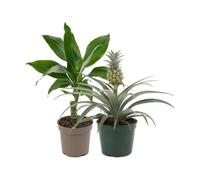 DECOALIVE Pack 2: Piña ornamental y Tronco de Brasil | Ananas Comosus y Dracaena Steudneri - Colección de Inicio para Amantes de las Plantas