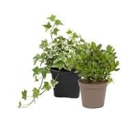 DECOALIVE Pack 2: Planta de jade y Hiedra variegada | Crassula Ovata y Hedera Variegata - Colección de Inicio para Amantes de las Plantas