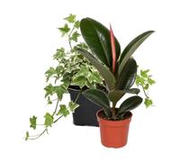 DECOALIVE Pack 2 Plantas de Interior: Árbol del caucho y Hiedra variegada | Ficus Robusta y Hedera Variegata - Colección de Inicio para Amantes de las Plantas