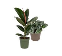 DECOALIVE Pack 2 Plantas Naturales: Árbol del caucho y Poto plateado Trebie | Ficus Robusta y Scindapsus Trebie - Colección de Inicio para Amantes de las Plantas
