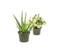 DECOALIVE Pack 2 Plantas Naturales: Sábila y Poto Happy Leaf | Aloe Vera y Epipremnum Leaf - Colección de Inicio para Amantes de las Plantas
