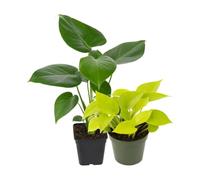 DECOALIVE Pack 2: Poto amarillo y Costilla de Adán | Epipremnum Golden y Monstera Deliciosa - Colección de Inicio para Amantes de las Plantas