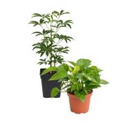 DECOALIVE Pack 2: Poto verde y Cheflera Gerda | Epipremnum Aureum y Schefflera Gerda - Colección de Inicio para Amantes de las Plantas